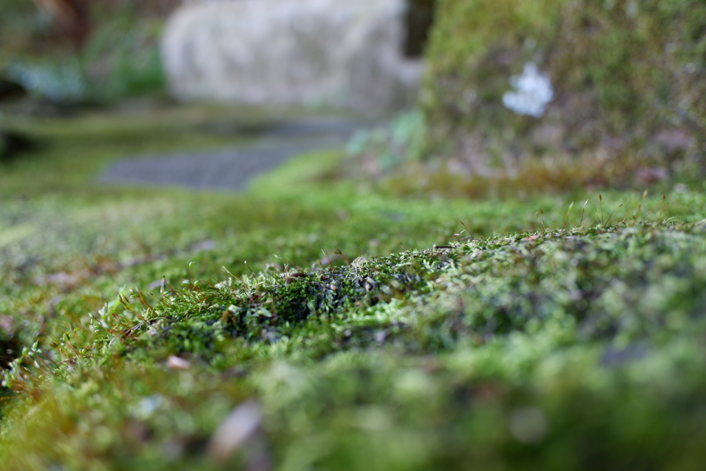 苔石