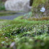 苔石