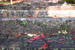 秋景　紅葉の階段