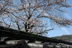桜と神社(2)