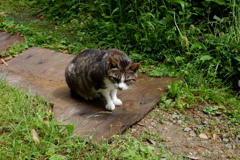 雨上がりのねっこ