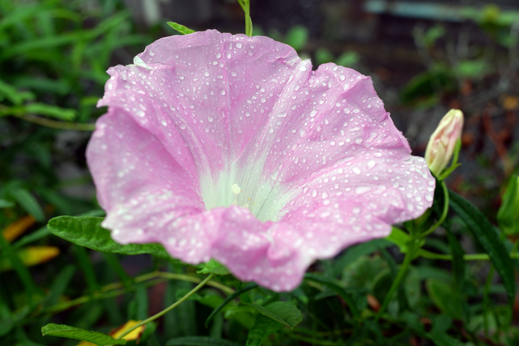 雨の中の朝顔(1)