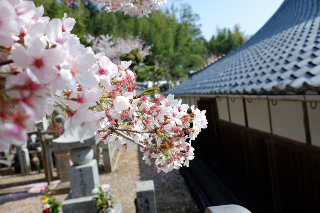 染井吉野桜(3)