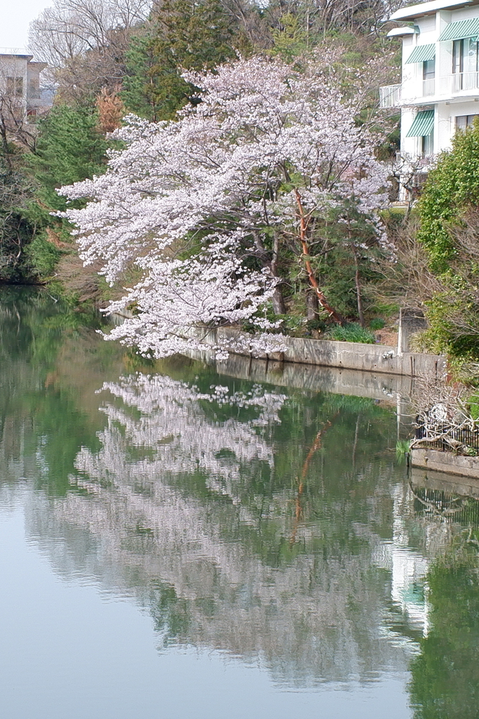 水鏡桜(2024-04-06)