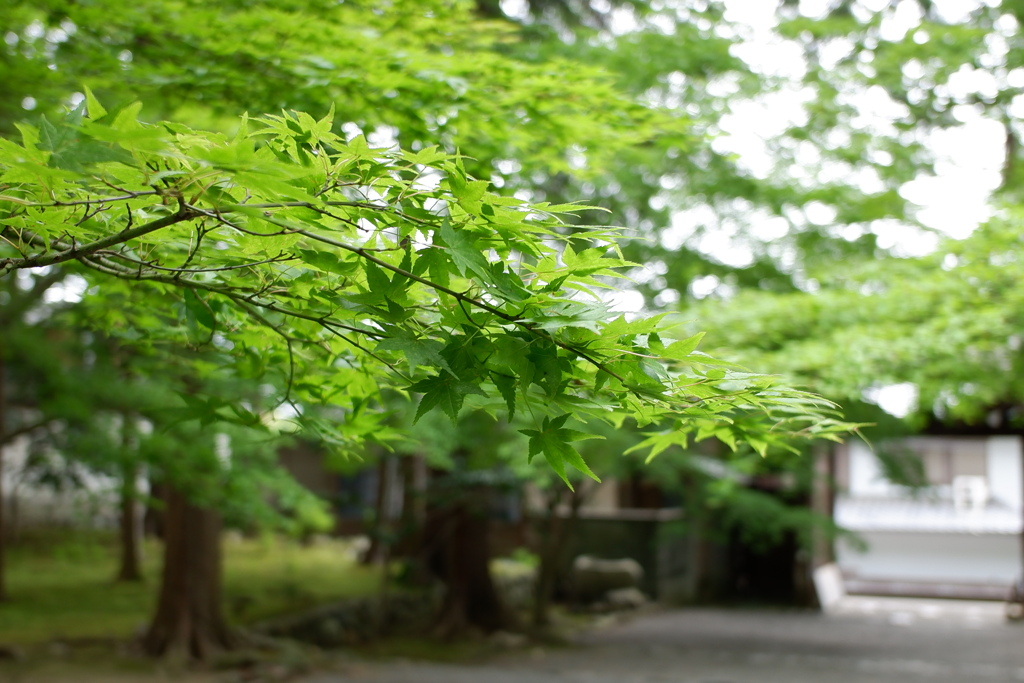 青もみじ