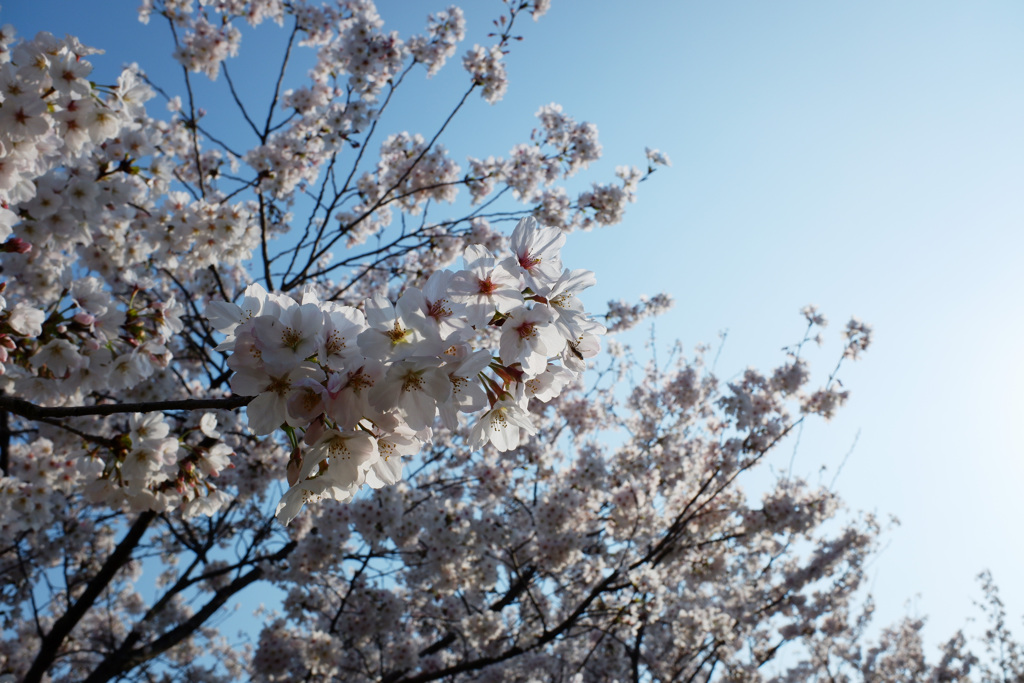 桜　エドヒガン02
