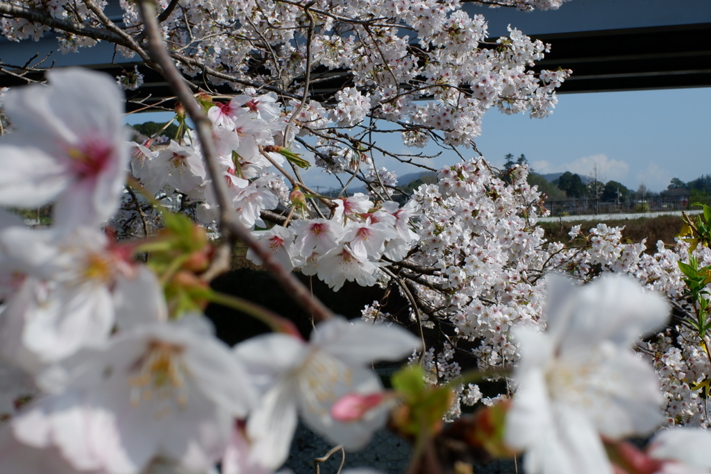 桜　エドヒガン14