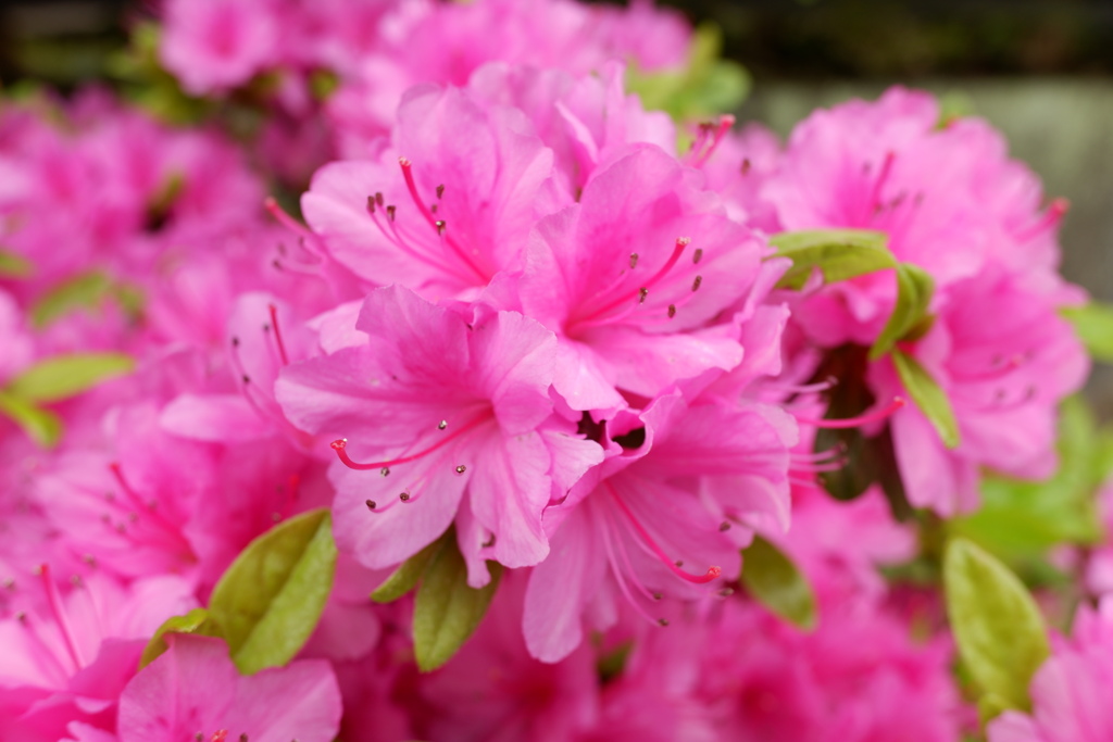 春の花　ツツジ
