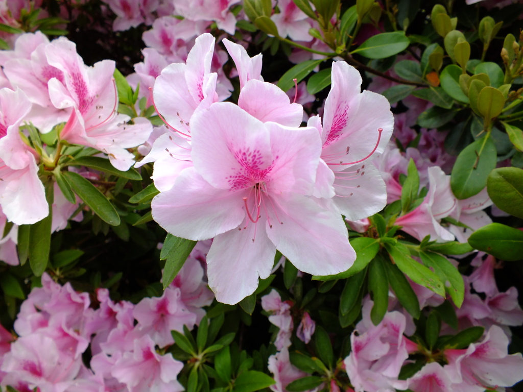 FUJIFILM HS20 EXR テスト撮影(9)