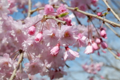 枝垂れ桜(3)