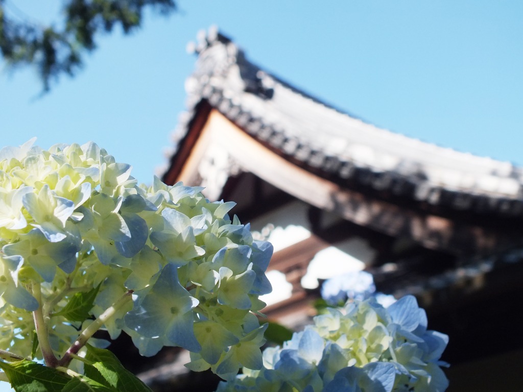 紫陽花(L)