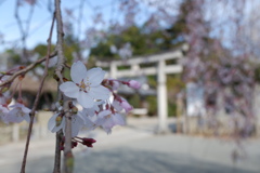 枝垂れ桜(1)