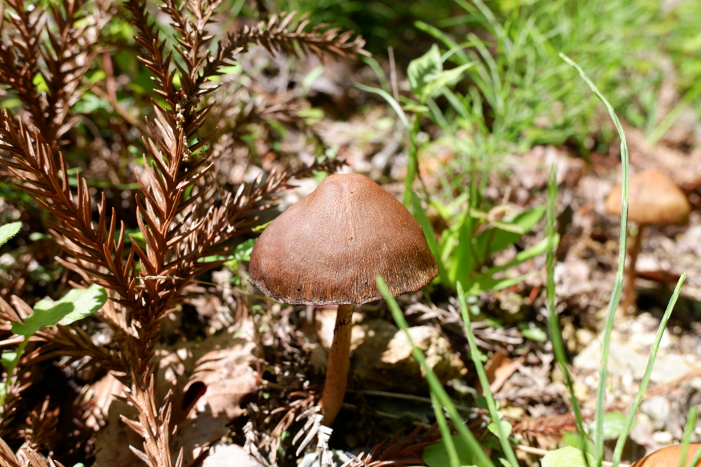 キノコ(1)