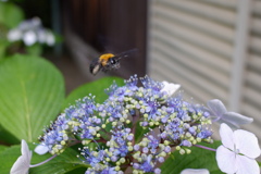 紫陽花とクマンバチ(2)
