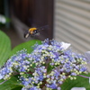 紫陽花とクマンバチ(2)