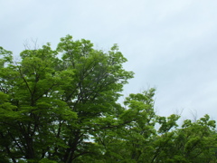 FUJIFILM HS20 EXR テスト撮影(12)