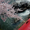 桜　桜と赤橋
