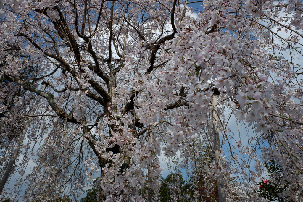 桜　しだれ桜02