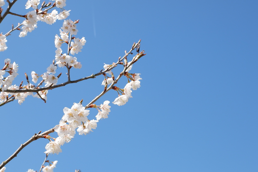 桜(2023)-01