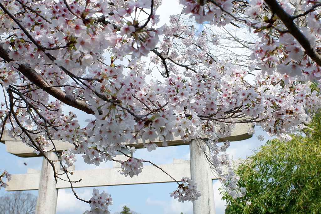 桜　桜と鳥居