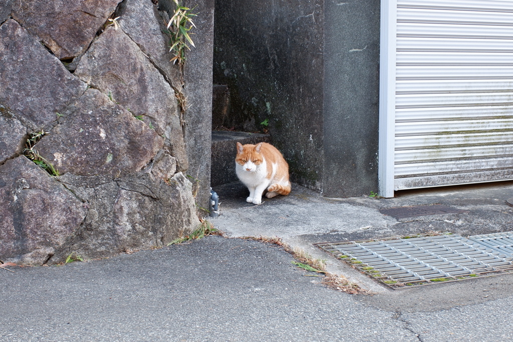 ねっこ(2022)