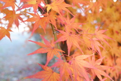 紅葉01(2024-12-15)
