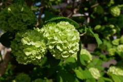 紫陽花(2)