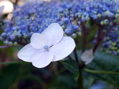 頼光寺の紫陽花(1)