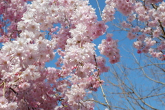 枝垂桜(1)