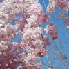 枝垂桜(1)