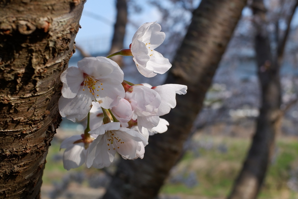 桜　エドヒガン10