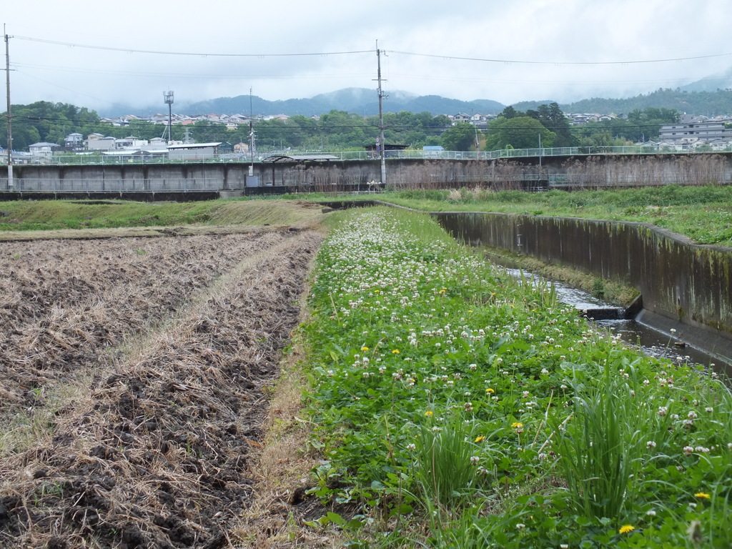 夏景　雨上がりの小道