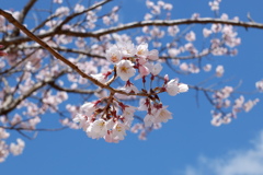 桜(5)