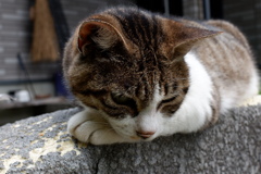 ねっこ