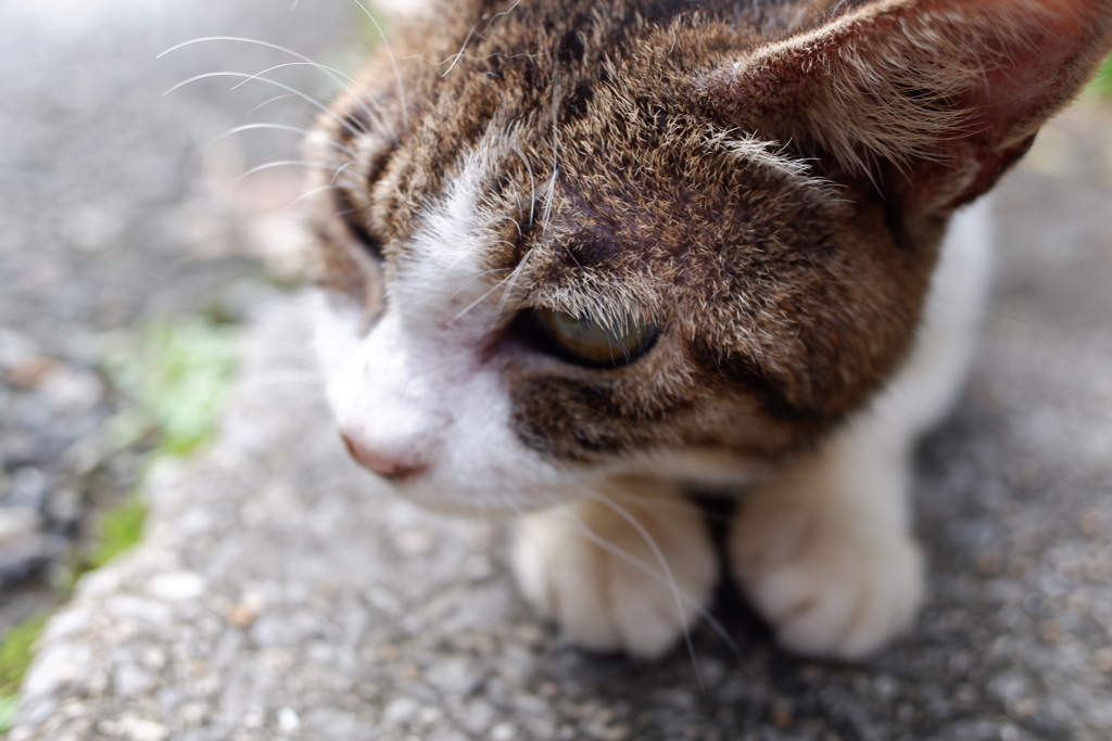 ねっこ(6)
