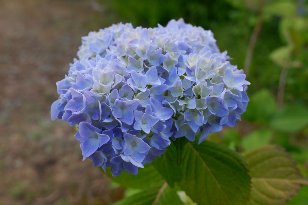紫陽花