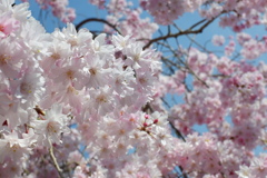 枝垂桜(2023-04-02)-02