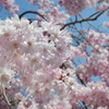 枝垂桜(2023-04-02)-02