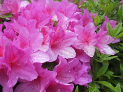 FUJIFILM HS20 EXR テスト撮影(11)