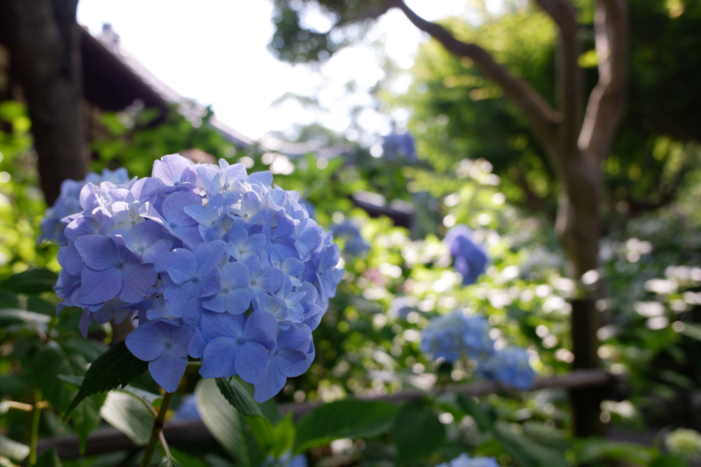 紫陽花(7)