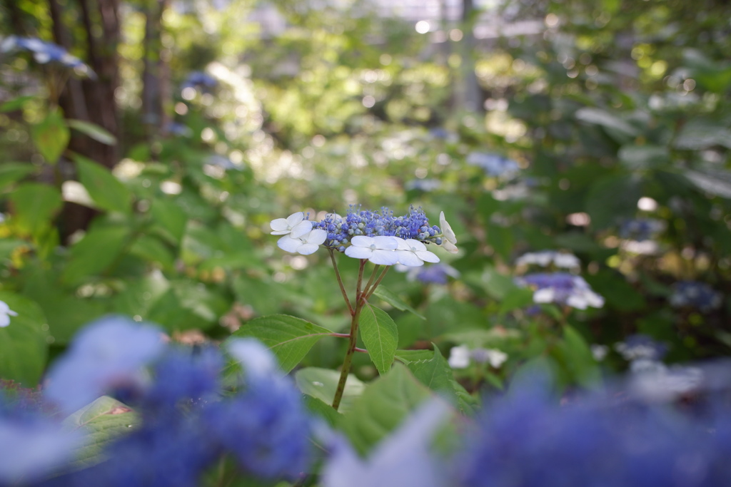 紫陽花(6)