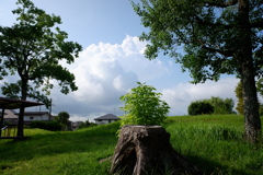 夏の公園