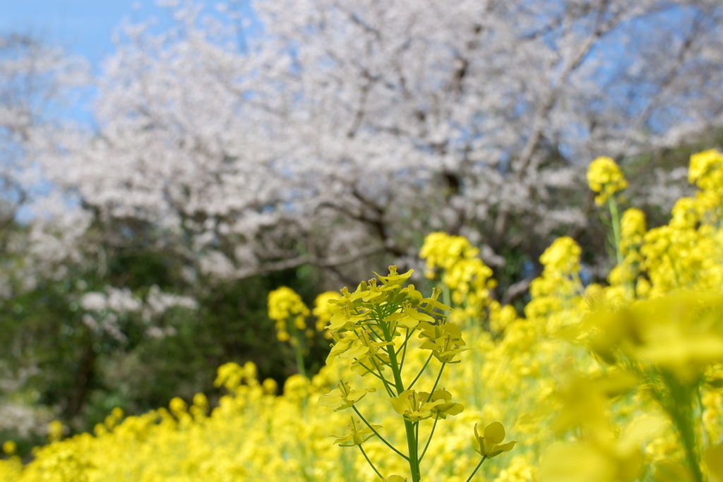 菜の花とエドヒガンサクラ(2)