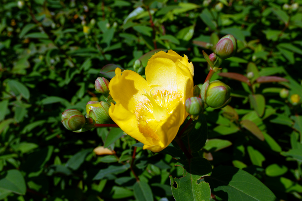 初夏の花(1)