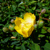初夏の花(1)