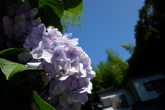 紫陽花と夏空
