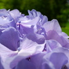 紫陽花(2024-06-22)