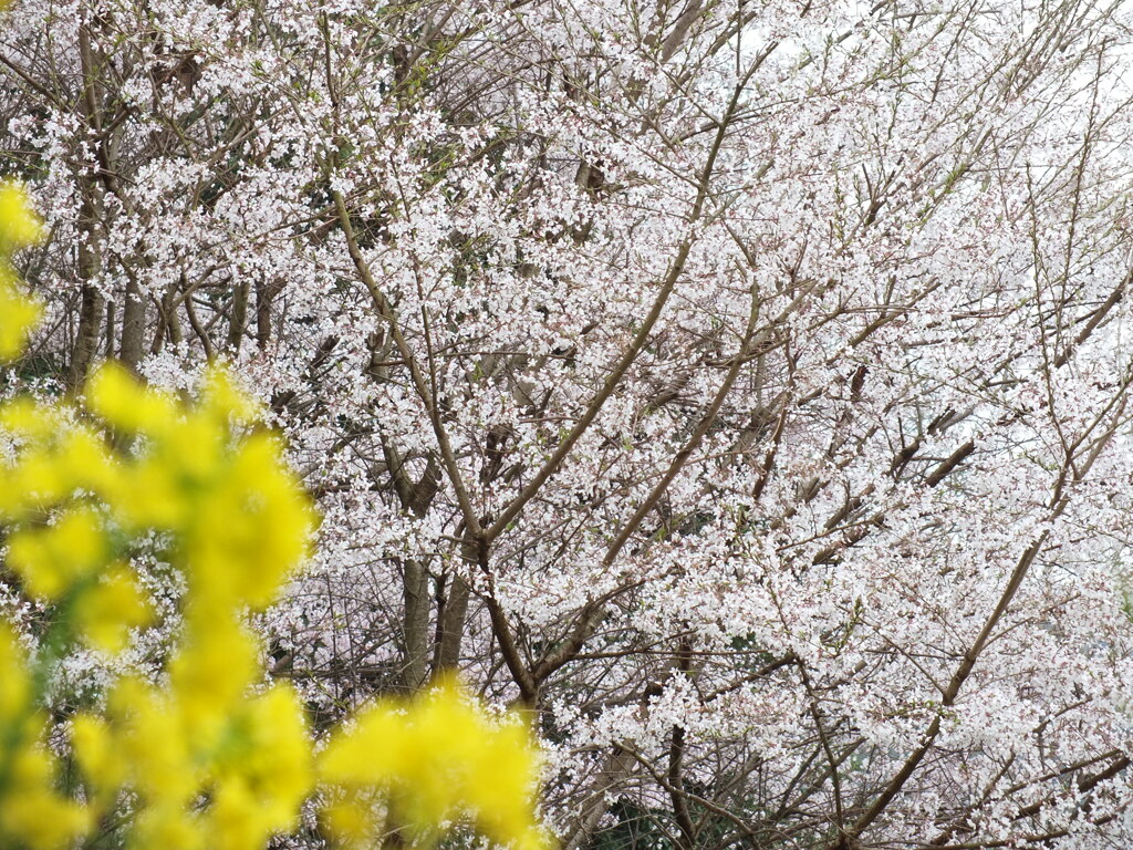 エドヒガンと菜の花(3)