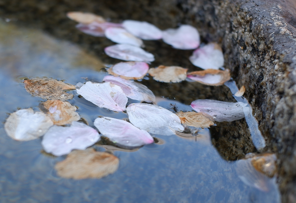 花手水