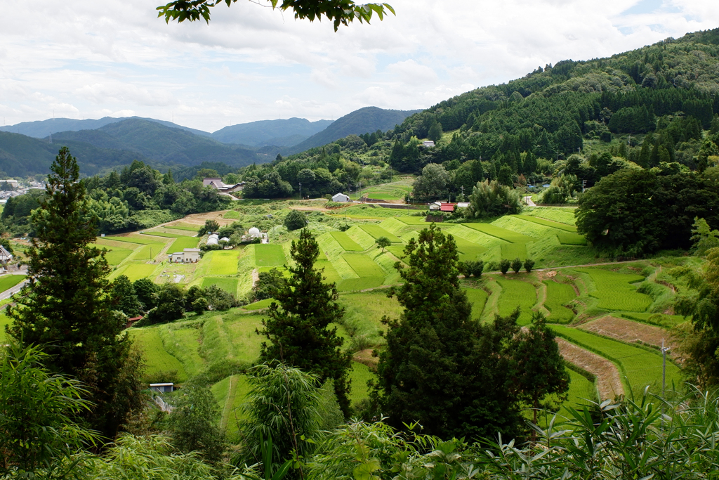 棚田100選　三草山～長谷の棚田(4)